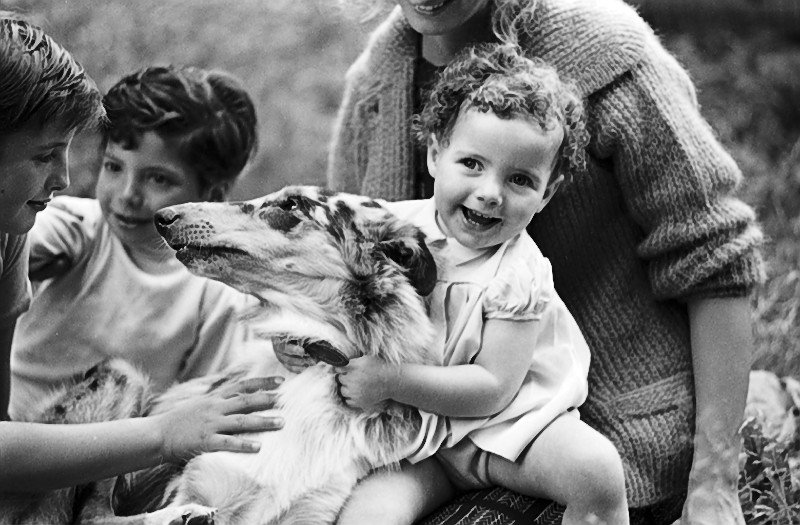 Sassy the lost collie, is reunited with her family in 1964. Image no. ASC10646.